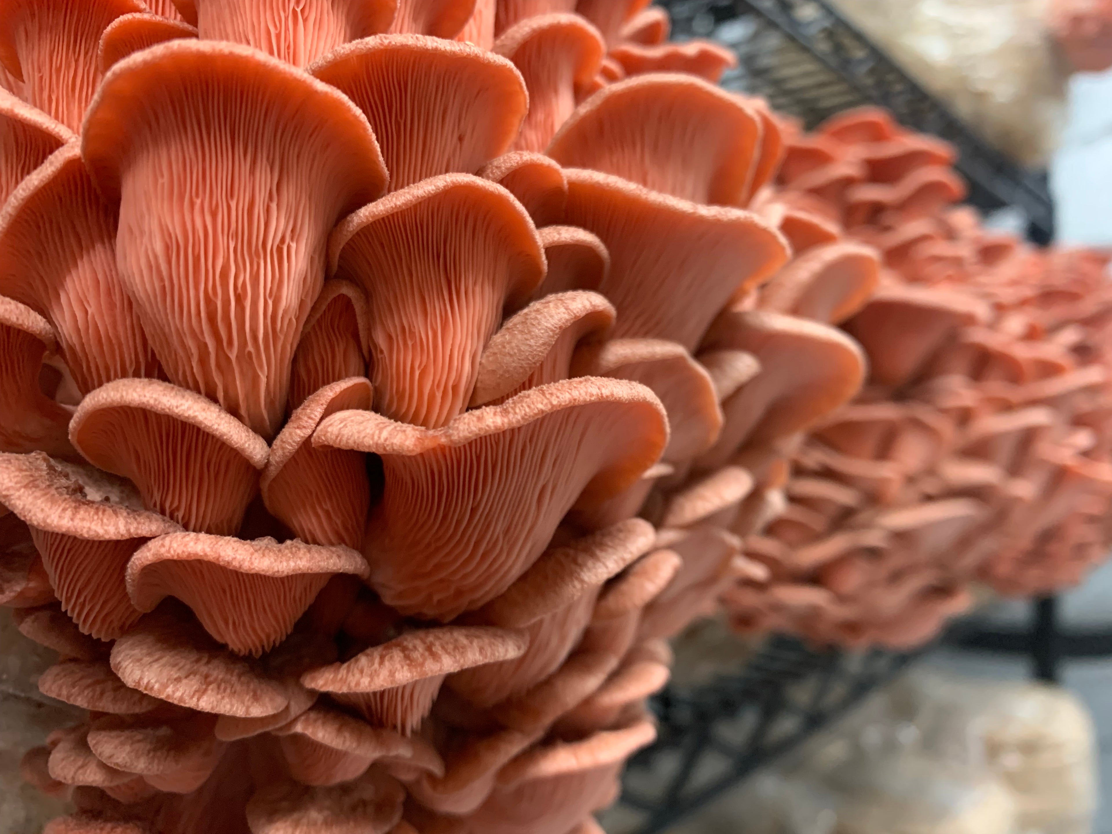 Pink Oyster Grow Kit