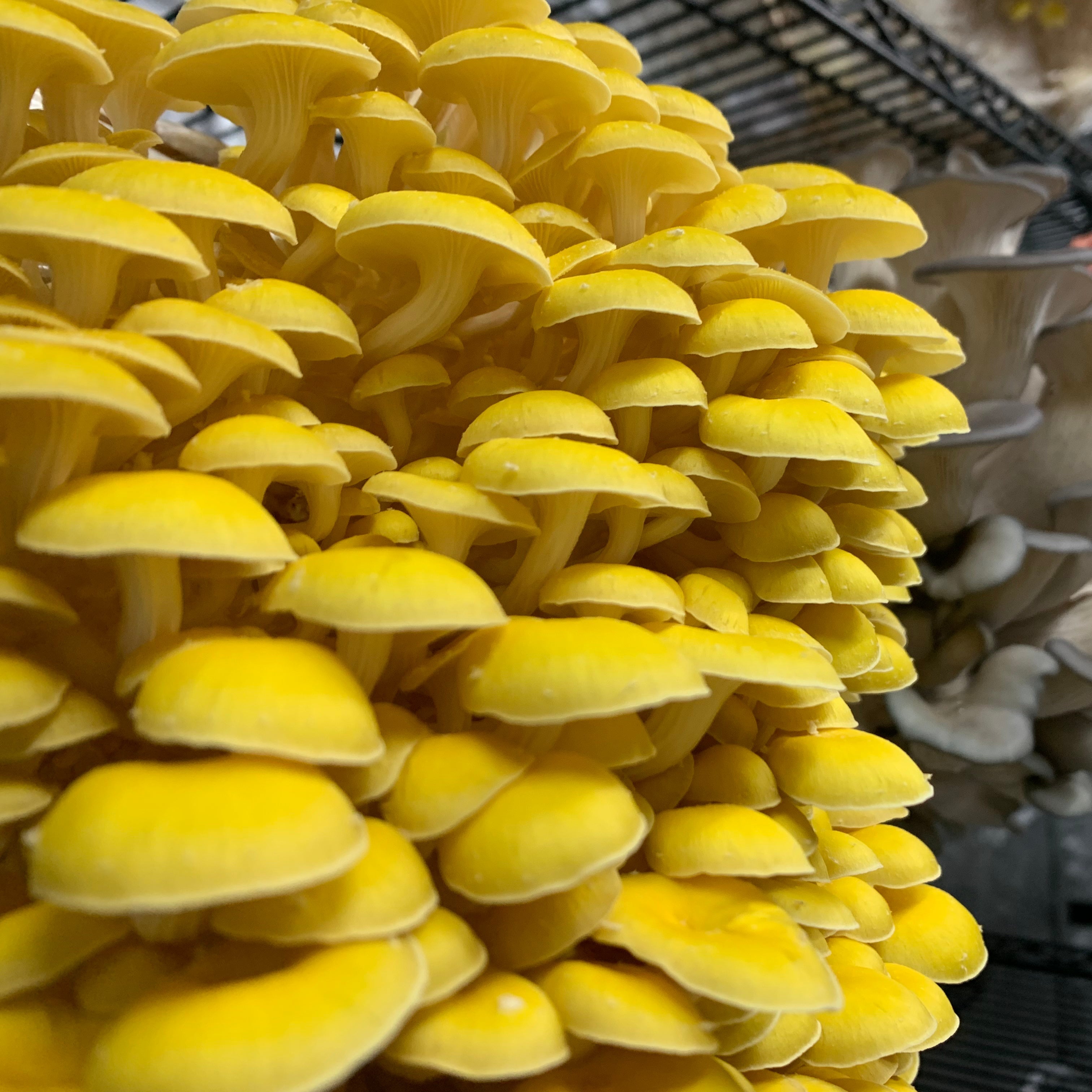 Golden Oyster Grow Kit